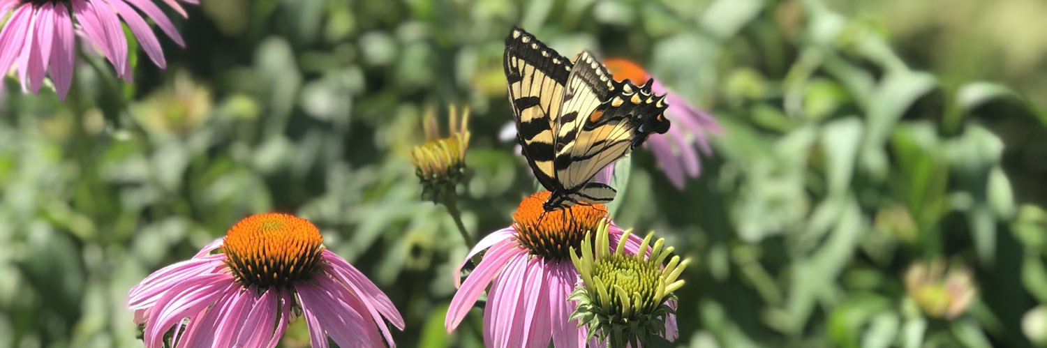 Michelle Shipkova (she/her) banner