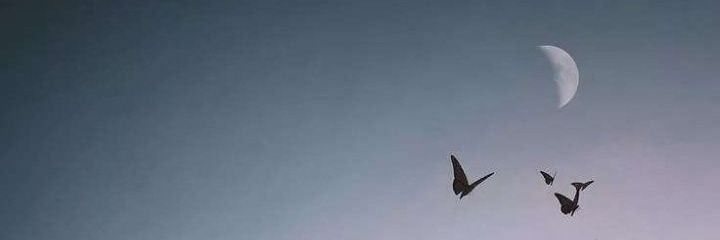 teresav_05's profile banner image