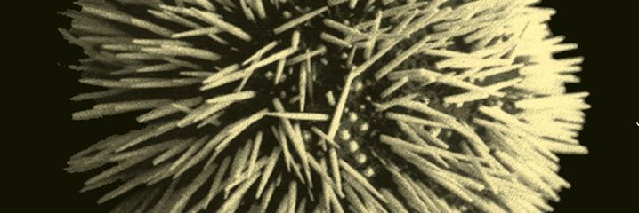 Documentspoesia's profile banner image