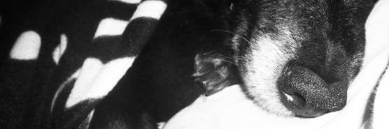 SofiJL's profile banner image
