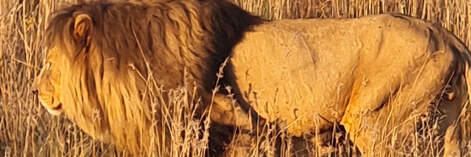 🇵🇸🇿🇦Naila Nunez🇿🇦🇵🇸 banner