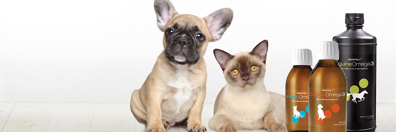 Ascenta_AnimalH's profile banner image