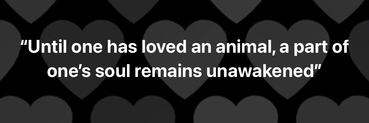 Anthony Rabbit banner