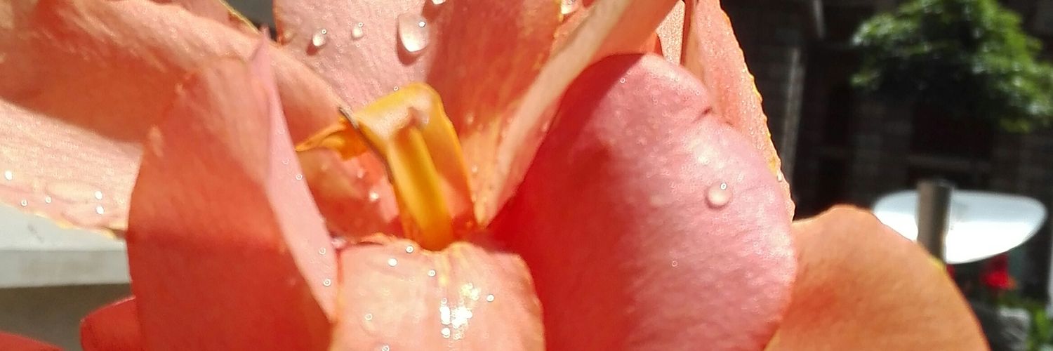 licethtp's profile banner image