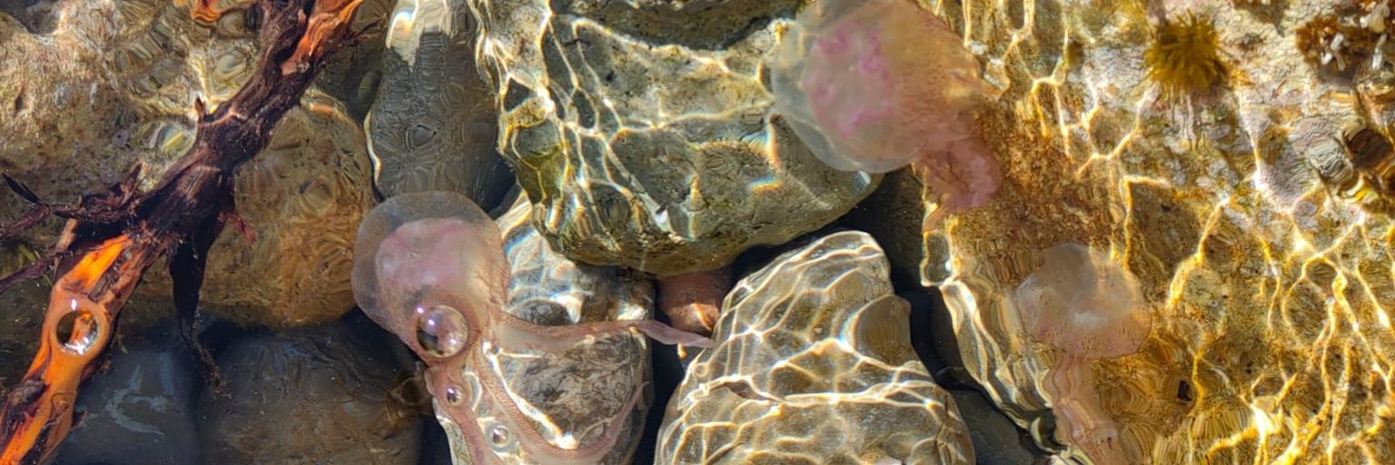 nere 🦋 banner