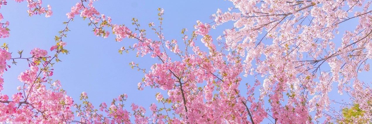 kanompie's profile banner image