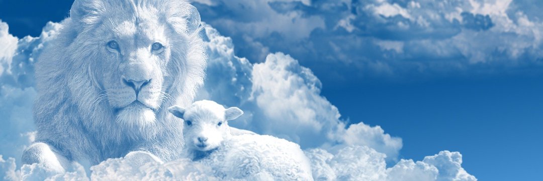 tachapu's profile banner image