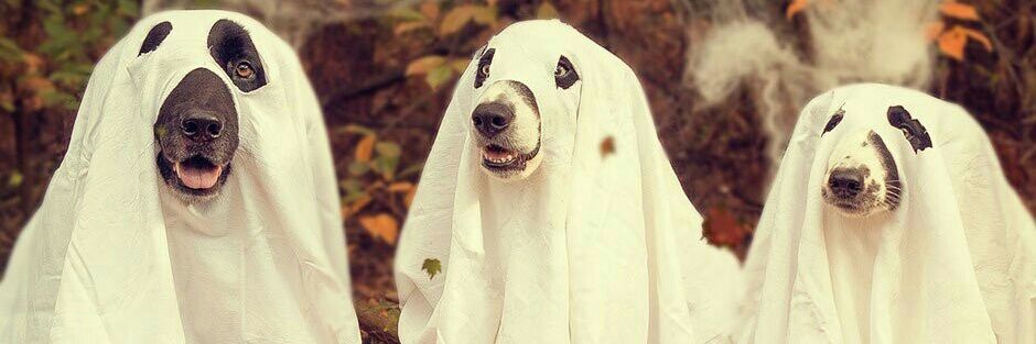 Diary Kingslay3r banner