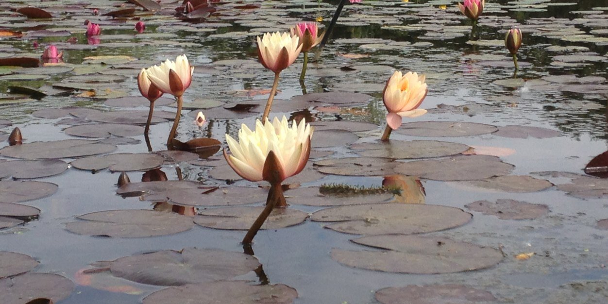 Damien Fallon banner