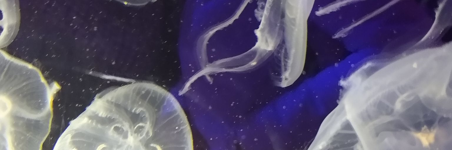 Crafty_Alibobs's profile banner image