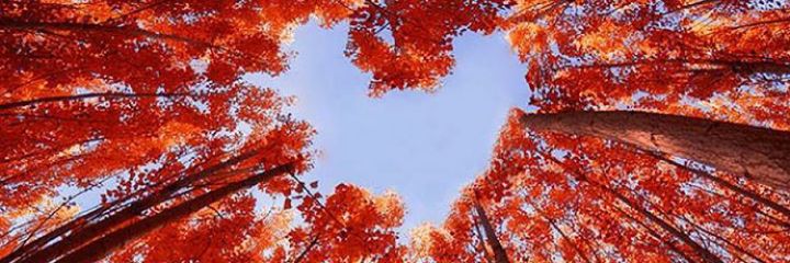 Maria_Guzman_R's profile banner image