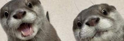 Nikki O'Sullivan banner