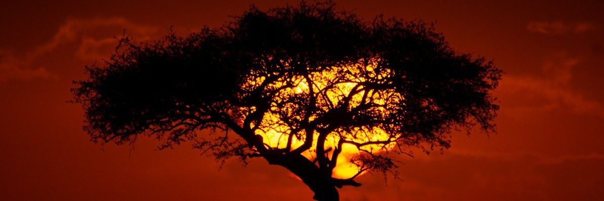 Aina. Akiiki Ivan 🌳🇺🇬 banner