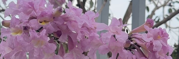 AaliyahAllen_'s profile banner image