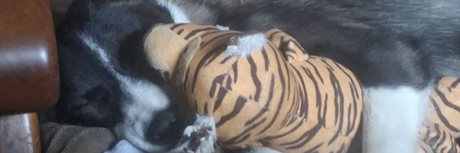 niamh rhatigan banner