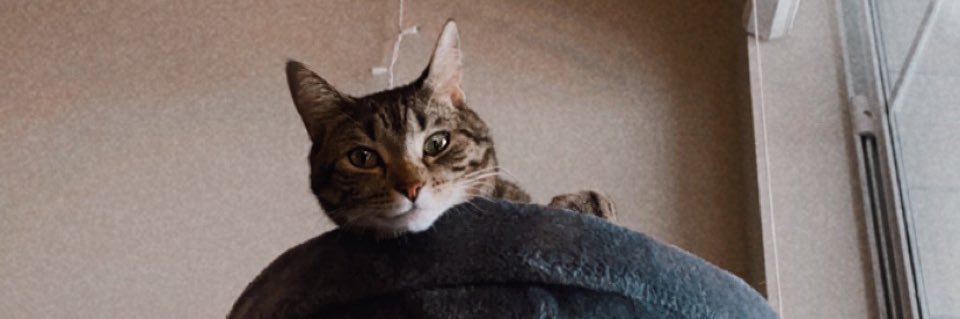 Abby17Cox's profile banner image