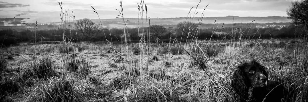 Peter Foley Author 📖 banner