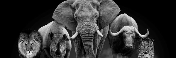 He Who Must Not Be Tamed banner