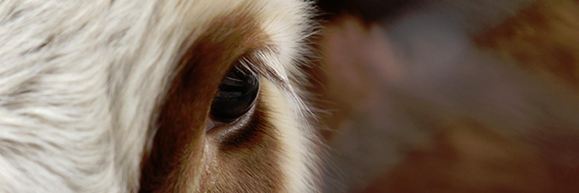Beefbooster1's profile banner image