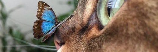 _giuualves's profile banner image