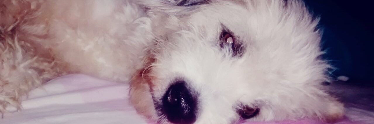 jessicontrera's profile banner image