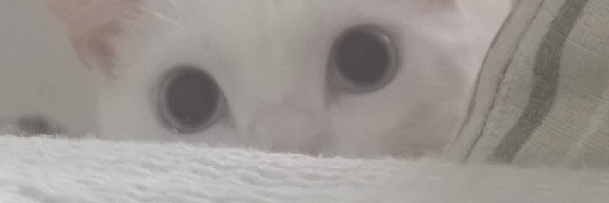 sooonynha's profile banner image
