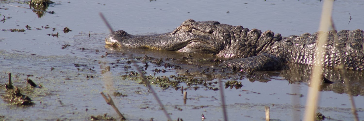 CultofCrocodile 🐊 banner