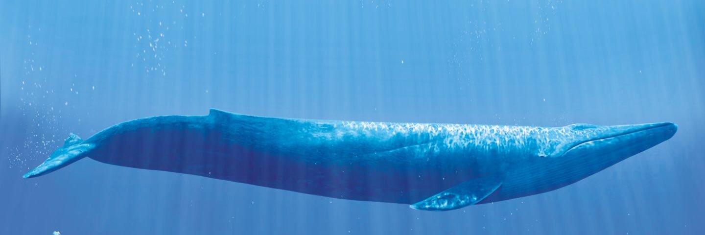 Jason Kindle banner