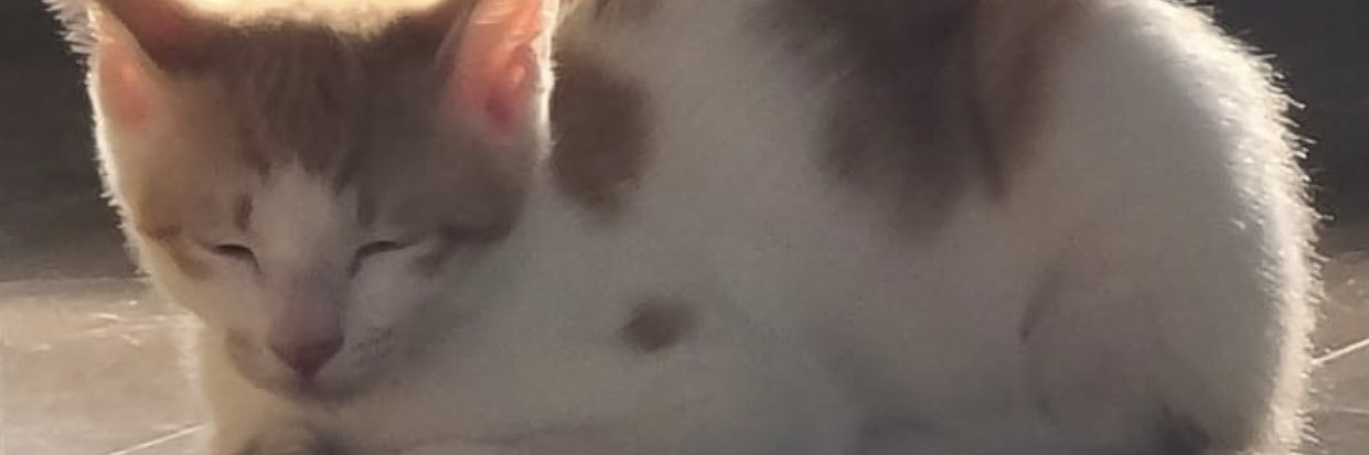 maxiangs's profile banner image