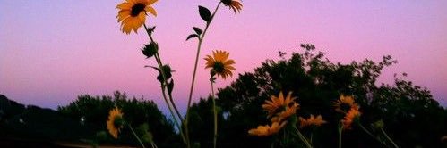 avilaliaaa_'s profile banner image