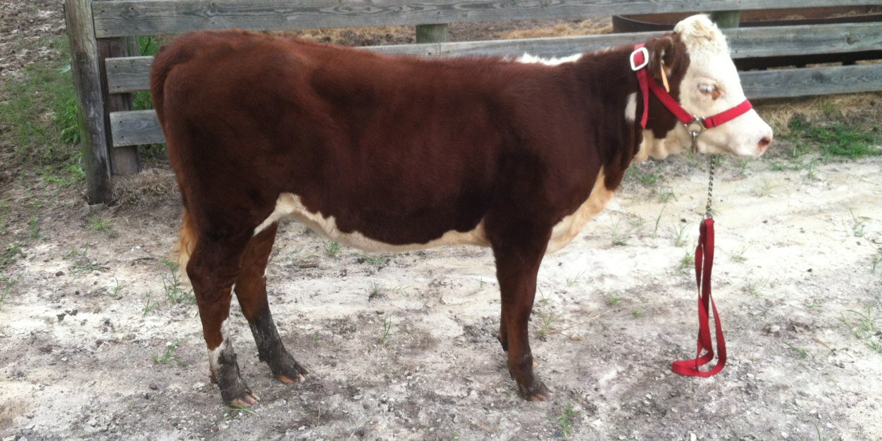 cowpoke97's profile banner image