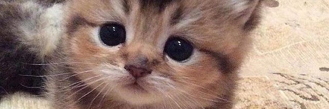 KLF-The Kitty Liberation Front banner