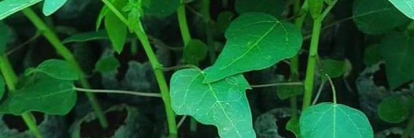 pushyami_ Profile Banner