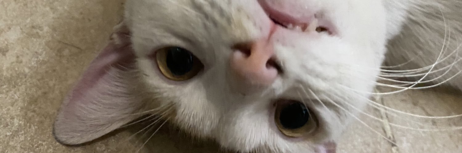 dnglrp's profile banner image