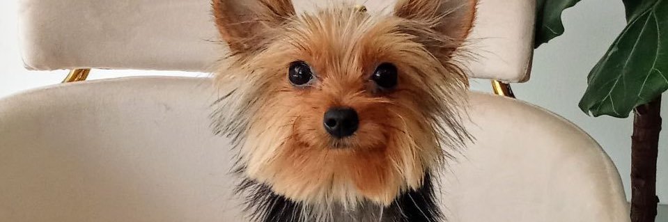 beatriccee's profile banner image