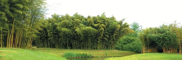 BambooForLife2 Profile Banner