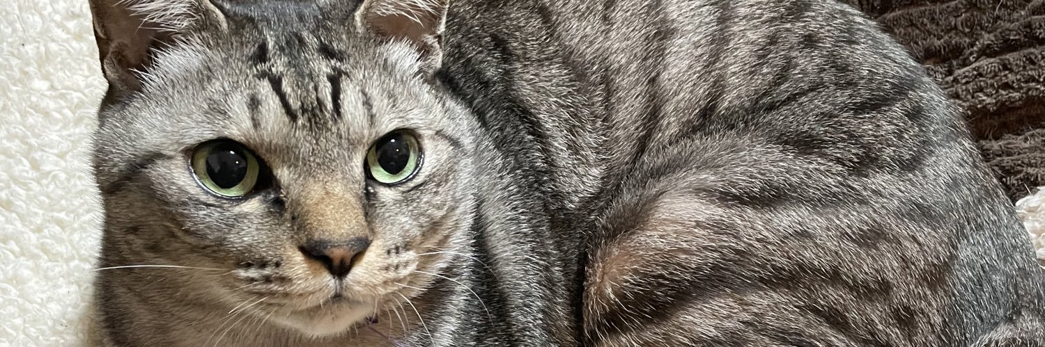 Azukiconcerto's profile banner image