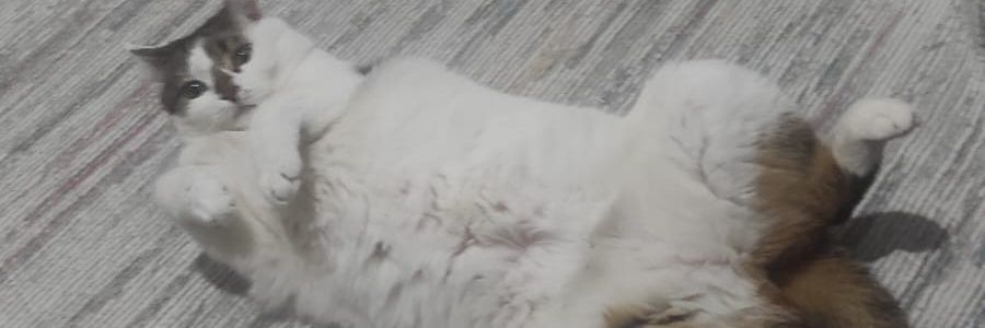 hasansarichp's profile banner image