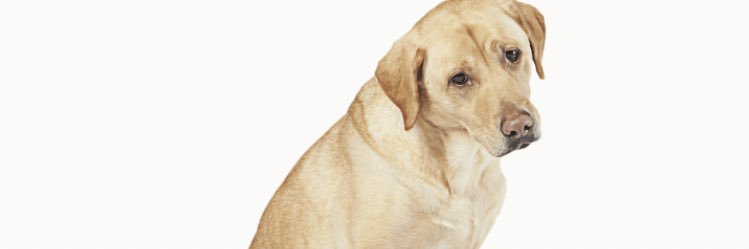 kurousagipp's profile banner image