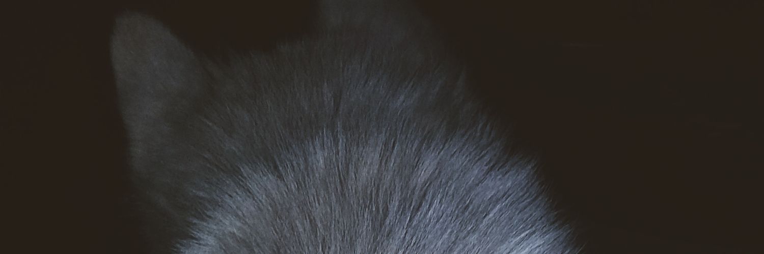 reginankat's profile banner image