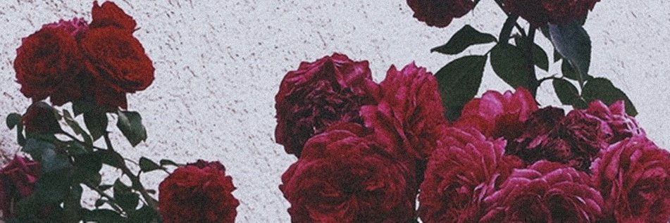 nane_castro's profile banner image