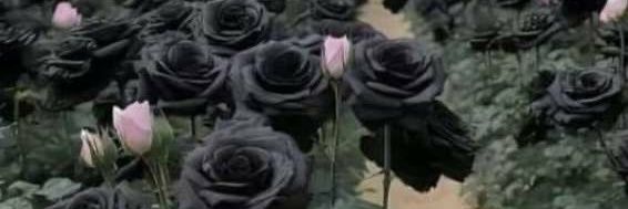 رماديه 🖊📖🥀 banner