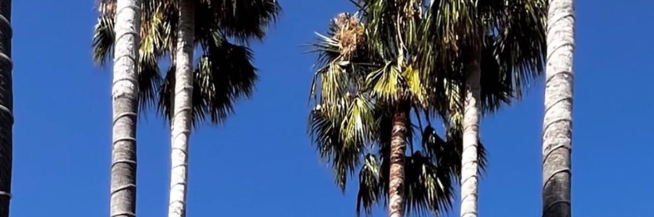 daijaemoni's profile banner image