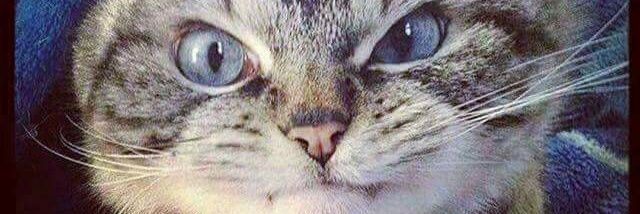 mewdels's profile banner image
