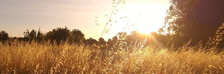 dori winstead banner