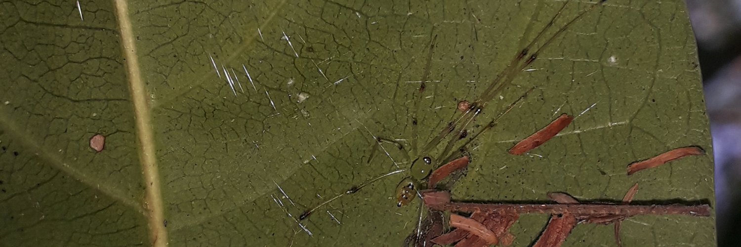 Aracno Cerrado banner