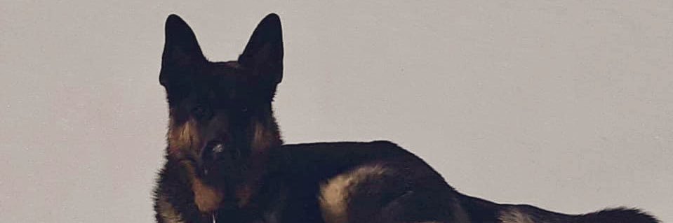 #Remingtontheshepherd banner