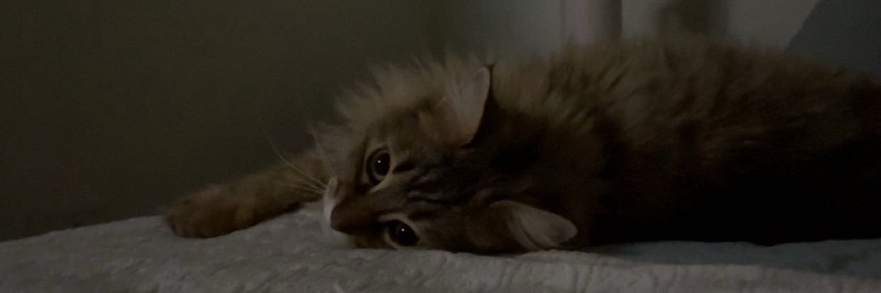 warajonesw's profile banner image