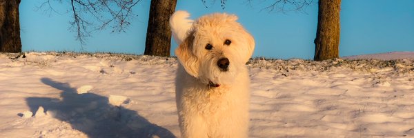 jtheowhite Profile Banner