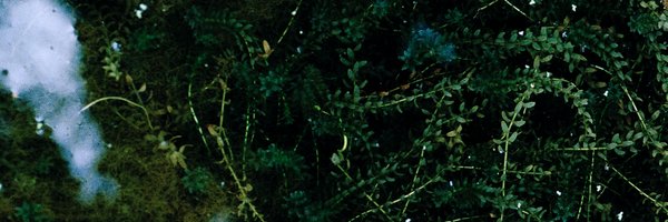 _Vox_Humana Profile Banner